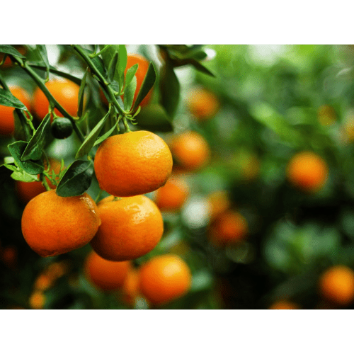 Tangerine Essential Oil