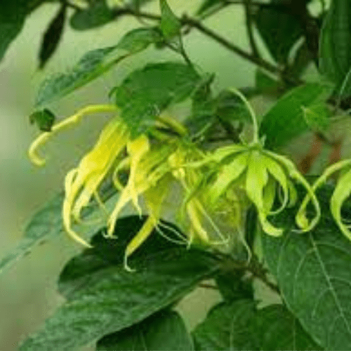 Cananga Essential Oil
