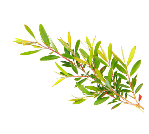 Teatree Essential Oil
