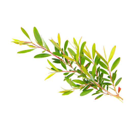 Teatree Essential Oil