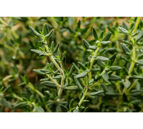 Thyme Essential Oil