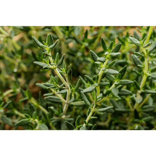Thyme Essential Oil