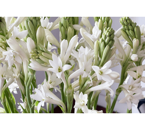 Tuberose Essential Oil
