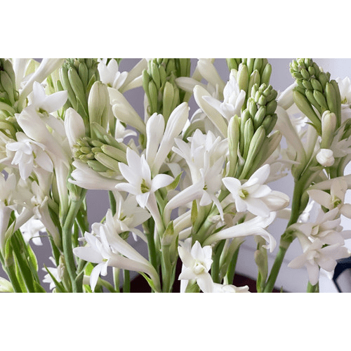 Tuberose Essential Oil