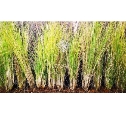 Vetiver Essential Oil