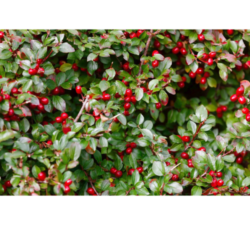 Wintergreen Essential Oil