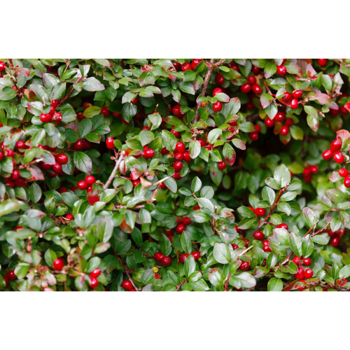 Wintergreen Essential Oil