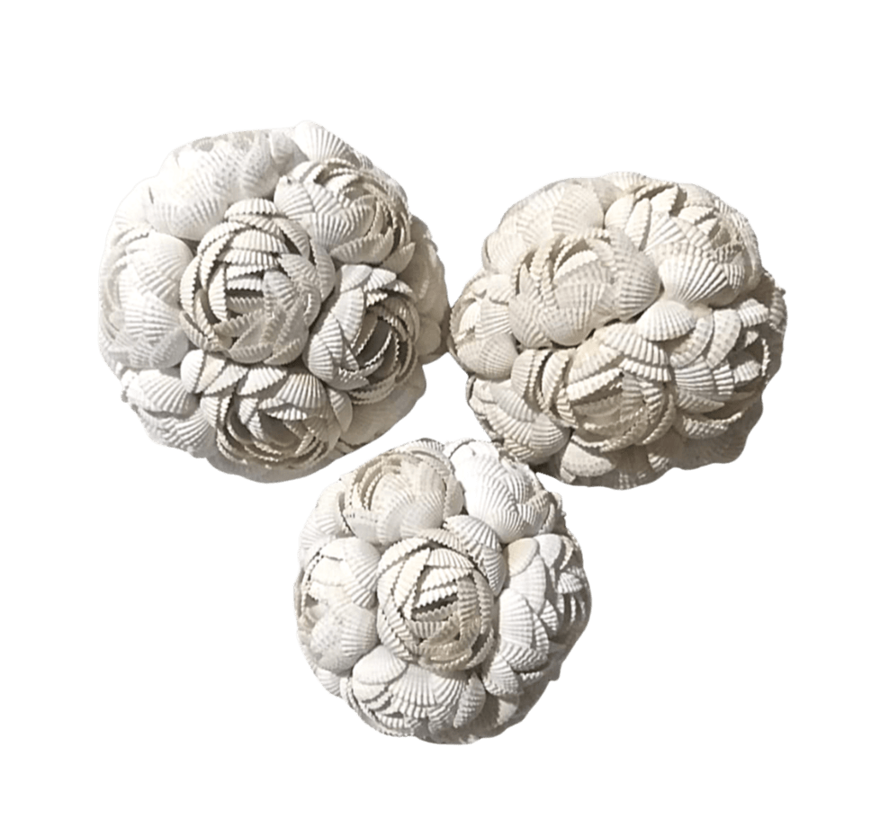 A Set Of 3 Sea Shells Mawar