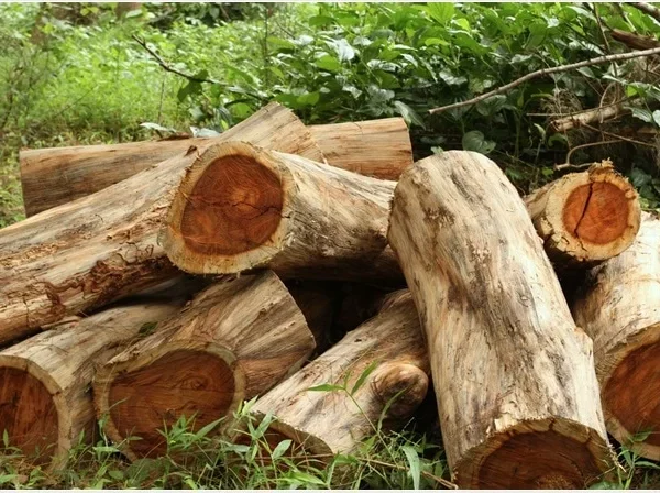 Rosewood Essential Oil